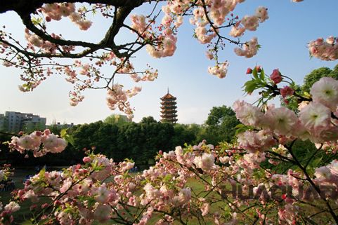 『隨華全，觀天下』 ——走進渝北