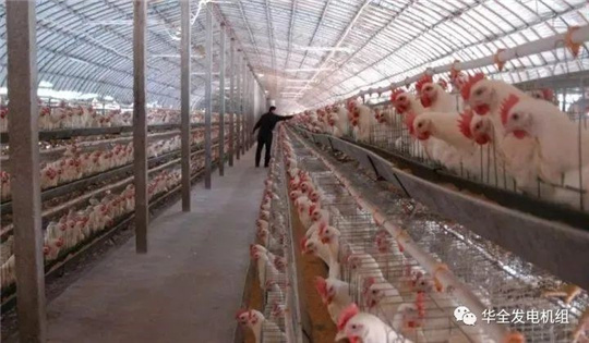 華全燃氣發電機組深受畜牧養殖業喜愛，竟是因為這！